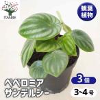 ペペロミアサンデルシー観葉植物3号...