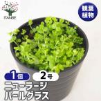  водоросли новый Large pearl-grass декоративное растение 2 номер /1 шт продажа водное растения биотоп аквариум .. место кислород снабжение аквариум качество воды .. интерьер аквариум 