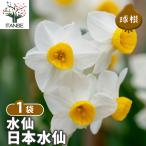 ITANSE花球根水仙早咲き香り水...