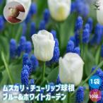 球根 ブルー＆ホワイトガーデン  花球根 混合10球/1個売り 花球根 球根の花 鉢植え 地植え ガーデニング