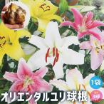 球根オリエンタルユリ花球根混合3球...