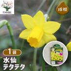 球根水仙テタテタ花球根10球/1個...