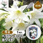 ベラドンナリリー