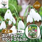 球根スノードロップマウントエベレス...