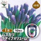  луковица гадючий лук Latte .fo дракон m цветок луковица 10 лампочка /1 шт продажа луковица. цветок растение в горшке земля .. садоводство 
