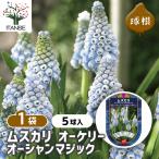  луковица гадючий лук o- Kelly Ocean Magic цветок луковица 5 лампочка /1 шт продажа луковица. цветок растение в горшке земля .. садоводство 