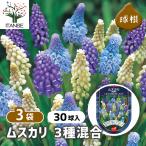 ムスカリ3種混合花球根30球/お買...