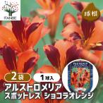 アルストロメリアスポットレスショコ...