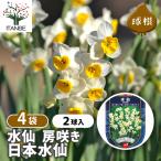 球根水仙房咲き日本水仙花球根2球/...