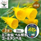  луковица нарцисс bell .. Mini золотой bell цветок луковица 3 лампочка /. сделка 3 шт. комплект луковица. цветок растение в горшке земля .. садоводство 