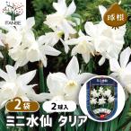球根水仙ミニ水仙タリア花球根2球/...