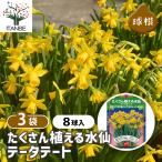  луковица много ... нарцисс te- вертикальный -to цветок луковица 8 лампочка /. сделка 3 шт. комплект луковица. цветок растение в горшке земля .. садоводство 