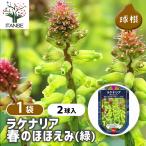 球根 ラケナリア 春のほほえみ(緑) 花球根 2球/1個売り 球根の花 鉢植え 地植え ガーデニング