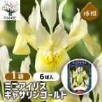  луковица Mini Iris Katharine Gold ( желтый ) цветок луковица 6 лампочка /1 шт продажа луковица. цветок растение в горшке земля .. садоводство 