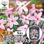  луковица springs Star цветок розовый Star цветок луковица 5 лампочка /1 шт продажа луковица. цветок растение в горшке земля .. садоводство 