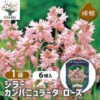  луковица sila- campag nyula-ta rose цветок луковица 6 лампочка /1 шт продажа луковица. цветок растение в горшке земля .. садоводство 