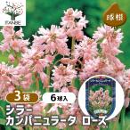 球根シラーカンパニュラータローズ花...