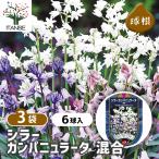 球根シラーカンパニュラータ混合花球...