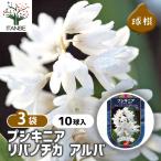 球根プスキニアリバノチカアルバ花球...
