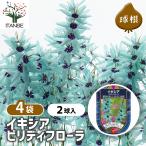 球根イキシアビリディフローラ花球根...