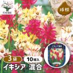 球根イキシア混合花球根10球/お買...