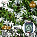 花球根チオノドクサルシリアホワイト...