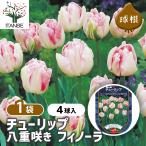  цветок луковица тюльпан . -слойный .. fino -la4 лампочка /1 шт продажа луковица. цветок растение в горшке земля .. садоводство 