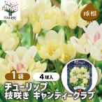  цветок луковица тюльпан ветка .. сладости - Club 4 лампочка /1 шт продажа луковица. цветок растение в горшке земля .. садоводство 