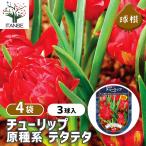  цветок луковица тюльпан . вид серия te вертикальный ta3 лампочка /. сделка 4 шт. комплект луковица. цветок растение в горшке земля .. садоводство 