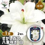  цветок луковица ... 100 .. -слойный .. белый 2 лампочка /1 шт продажа луковица. цветок растение в горшке земля .. садоводство 