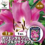 花球根オリエンタルリリーパープルカ...
