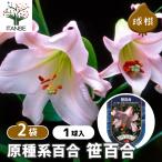  цветок луковица . вид серия 100 .. 100 .1 лампочка /. сделка 2 шт. комплект луковица. цветок растение в горшке земля .. садоводство 