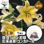  цветок луковица 100 . jumbo лампочка Hokkaido производство темно синий ka кукла 1 лампочка /1 шт продажа луковица. цветок растение в горшке земля .. садоводство 