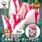 二色咲きチューリップの美しさを楽しむ育て方ガイド