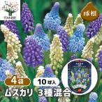 球根ムスカリ3種混合花球根10球/...
