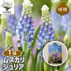 球根ムスカリジュリア[ハロー!ブル...