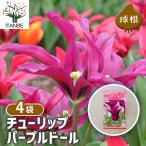 球根チューリップパープルドール花球...