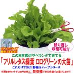 レタス苗 フリルレタス緑葉 ロログリーンの大苗 野菜苗 BN硬質15cmポット 1個 肥料付き 栽培セット 送料無料