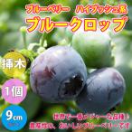 ITANSEブルーベリーブルークロ...