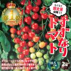 ITANSE ミニトマトの苗 すずなりトマト 野菜苗 自根苗 10.5cm半硬質ポット 2個セット 送料無料 ミニトマト 苗 イタンセ公式