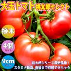 ITANSE помидор. рассада персик Taro select помидор. рассада овощи рассада контактный дерево рассада 9cm pot 4 шт. комплект бесплатная доставка помидор рассада i язык se официальный 