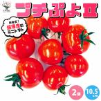 ミニトマト苗 プチぷよ 赤実 野菜苗 自根苗 10.5cmポット 2個セット 新食感 薄皮プチトマト 送料無料 即出荷