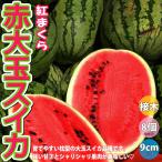 ITANSE スイカの苗 赤大玉まくらスイカ 紅まくら 野菜苗 接木苗 9cmポット 8個セット 送料無料 西瓜 すいか スイカ 苗 イタンセ公式