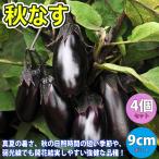 ITANSEnas рассада осень баклажан . овощи рассада собственный корень рассада 9cm pot 4 шт бесплатная доставка i язык se официальный 