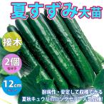 ITANSE огурец рассада лето ... огурец большой рассада овощи рассада контактный дерево рассада 12cm pot 2 шт бесплатная доставка i язык se официальный 