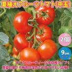 トマト苗 夏植えフルーツトマト 中玉 野菜苗 自根苗 9cmポット 2個セット 送料無料