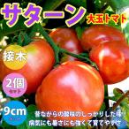 ITANSE помидор рассада Saturn помидор овощи рассада контактный дерево рассада 9cm pot 2 шт. комплект бесплатная доставка i язык se официальный 