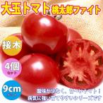 ITANSE помидор. рассада персик Taro faito помидор. рассада овощи рассада контактный дерево рассада 9cm pot 4 шт. комплект бесплатная доставка помидор рассада i язык se официальный 