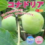 ITANSEichi ось рассада Mini ichi ось kona дориа фруктовое дерево рассада 9cm pot 2 шт. комплект бесплатная доставка i язык se официальный 