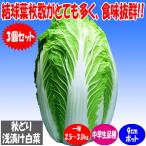 ITANSE китайская капуста рассада осень .. китайская капуста овощи рассада 9cm pot 3 шт. комплект бесплатная доставка i язык se официальный 